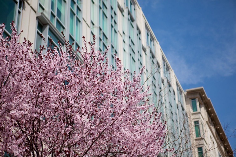Cherry blossoms appear outside of Duquès and Funger Hall