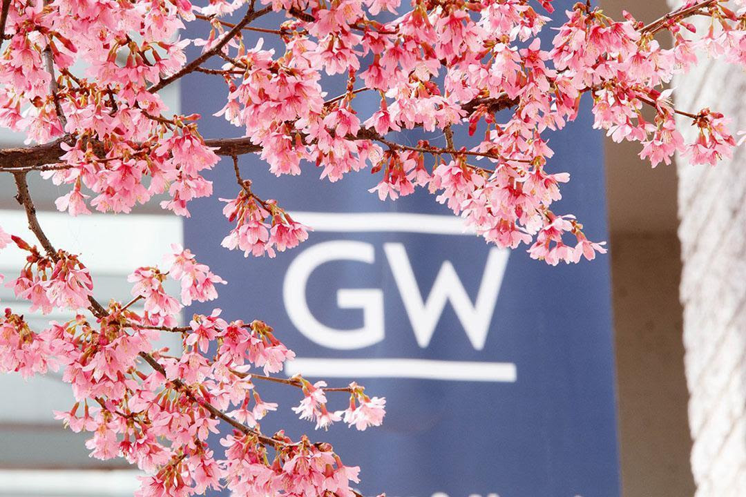 Cherry blossoms in front of a banner with the GW logo on it