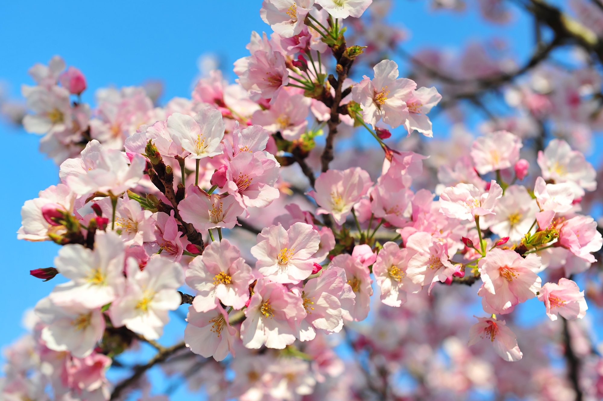 photo - cherry blossoms in Washington, D.C.