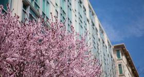 Cherry blossoms appear outside of Duquès and Funger Hall